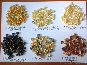 черная кукуруза: инков, ацтеков, черно-фиолетовая, мини, белая, желтая, цветная - <ro>Изображение</ro><ru>Изображение</ru> #1, <ru>Объявление</ru> #1225042