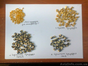 черная кукуруза: инков, ацтеков, черно-фиолетовая, мини, белая, желтая, цветная - <ro>Изображение</ro><ru>Изображение</ru> #2, <ru>Объявление</ru> #1225042