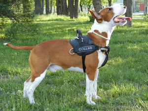 Щенки бультеьера