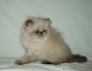 Персидский котик гималайский