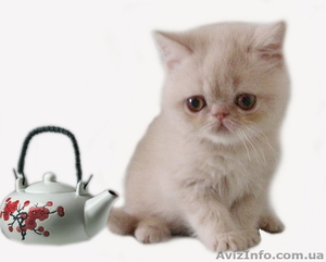 Экзоточки плюшевые