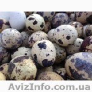  Продам Яйца инкубационные -перепел - <ro>Изображение</ro><ru>Изображение</ru> #1, <ru>Объявление</ru> #1229447