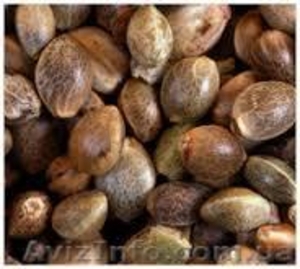 Семена каннабиса - <ro>Изображение</ro><ru>Изображение</ru> #2, <ru>Объявление</ru> #1270716