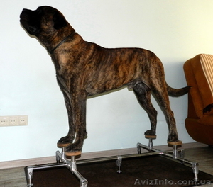 Тренажер для подготовки собак к выставкам - Happy Legs (Хэппи Легс) - <ro>Изображение</ro><ru>Изображение</ru> #4, <ru>Объявление</ru> #1277172