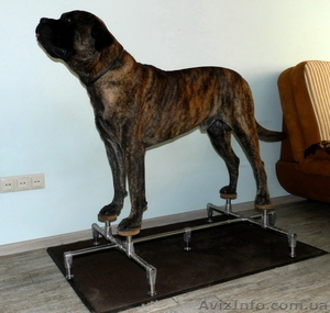 Тренажер для подготовки собак к выставкам - Happy Legs (Хэппи Легс) - <ro>Изображение</ro><ru>Изображение</ru> #5, <ru>Объявление</ru> #1277172