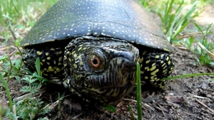 Європейська болотяна черепаха  - <ro>Изображение</ro><ru>Изображение</ru> #1, <ru>Объявление</ru> #1273358