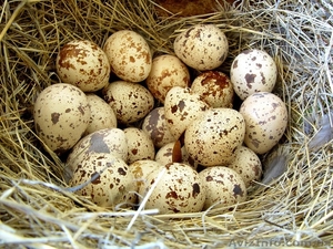 Перепелиные яйца, домашние, экологически чистые - <ro>Изображение</ro><ru>Изображение</ru> #1, <ru>Объявление</ru> #1278358