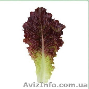 семена салата KS 160 фирмы Китано - <ro>Изображение</ro><ru>Изображение</ru> #1, <ru>Объявление</ru> #1274639