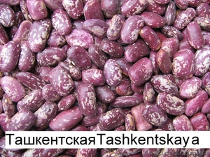 Продаём экологически чистую фасоль  из  Киргизии!!! - <ro>Изображение</ro><ru>Изображение</ru> #4, <ru>Объявление</ru> #1274526
