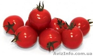 Семена томата CONORY F1 / КОНОРИ F1 фирмы Китано
