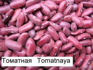 Продаём экологически чистую фасоль  из  Киргизии!!! - <ro>Изображение</ro><ru>Изображение</ru> #5, <ru>Объявление</ru> #1274526