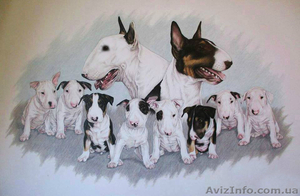 Щенки бультерьера