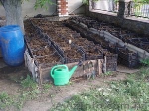  Компания  БИОПЛЮС продает недорого  маточное поголовье  червя