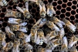 Куплю пчелосемьи - <ro>Изображение</ro><ru>Изображение</ru> #1, <ru>Объявление</ru> #1283670