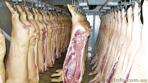 М’ясо свинина опт от производителя, на постоянной основе. - <ro>Изображение</ro><ru>Изображение</ru> #1, <ru>Объявление</ru> #1304699