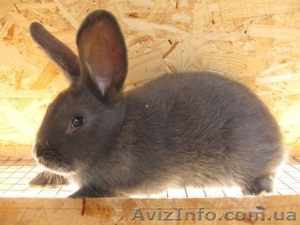 Продам кроликов породы Венский Голубой - <ro>Изображение</ro><ru>Изображение</ru> #2, <ru>Объявление</ru> #1317635