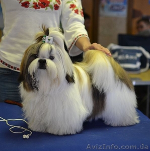 ши-тцу щенок  шоу класса