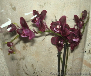 Продажа орхидей, черная орхидея Блек Джек в Киеве - <ro>Изображение</ro><ru>Изображение</ru> #2, <ru>Объявление</ru> #1340284