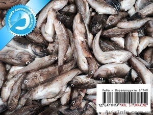 Бычки охлажденные с борта судна в Бердянске 