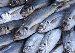 Рыба морская свежемороженая оптом - <ro>Изображение</ro><ru>Изображение</ru> #1, <ru>Объявление</ru> #1334074