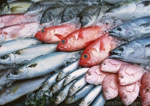 Рыба свежемороженая для переработки и столовые сорта оптом - <ro>Изображение</ro><ru>Изображение</ru> #1, <ru>Объявление</ru> #1334070