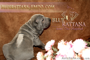 Питомник BLUE RATTANA - <ro>Изображение</ro><ru>Изображение</ru> #2, <ru>Объявление</ru> #1348847