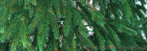 Искусственные литые елки и живые обрезные ели с корневой системой - <ro>Изображение</ro><ru>Изображение</ru> #3, <ru>Объявление</ru> #1347440