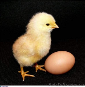 продам яйцо куриное  столовое, пищевое - <ro>Изображение</ro><ru>Изображение</ru> #1, <ru>Объявление</ru> #1355708