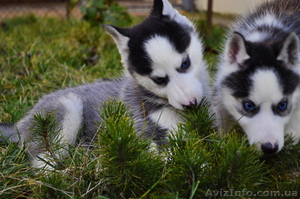 Малыши сибирский хаски КСУ.