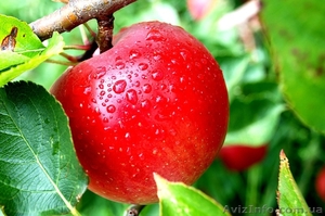Польское яблоко от производителя оптом и в розницу. - <ro>Изображение</ro><ru>Изображение</ru> #1, <ru>Объявление</ru> #1359793