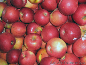 Польское яблоко   от   производителя оптом и в розницу. - <ro>Изображение</ro><ru>Изображение</ru> #1, <ru>Объявление</ru> #1362499