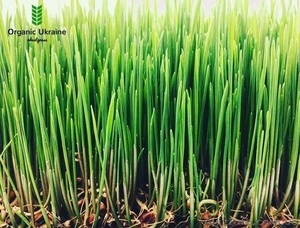 100% натуральный Сок ростков пшеницы - <ro>Изображение</ro><ru>Изображение</ru> #1, <ru>Объявление</ru> #1372317