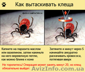 Уничтожение насекомых, грызунов. - <ro>Изображение</ro><ru>Изображение</ru> #2, <ru>Объявление</ru> #880355