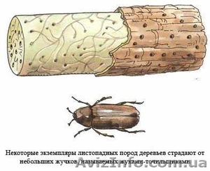 Комплексное уничтожение насекомых. - <ro>Изображение</ro><ru>Изображение</ru> #3, <ru>Объявление</ru> #584959