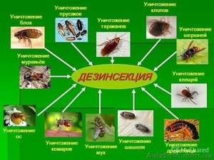 Комплексное уничтожение насекомых. - <ro>Изображение</ro><ru>Изображение</ru> #4, <ru>Объявление</ru> #584959