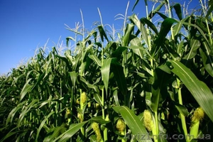 Продам колхоз в Полтавской области