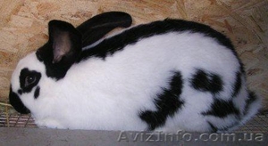 Продаю кроликов породы немецкий пестрый великан (строкач) - <ro>Изображение</ro><ru>Изображение</ru> #1, <ru>Объявление</ru> #1368632