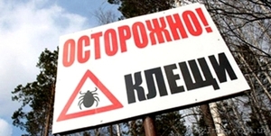 Уничтожение насекомых, грызунов. - <ro>Изображение</ro><ru>Изображение</ru> #1, <ru>Объявление</ru> #880355