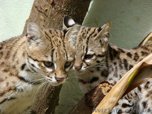 Продам азиатскую леопардовую кошку - <ro>Изображение</ro><ru>Изображение</ru> #3, <ru>Объявление</ru> #1386842