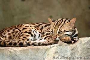 Продам азиатскую леопардовую кошку - <ro>Изображение</ro><ru>Изображение</ru> #2, <ru>Объявление</ru> #1386842
