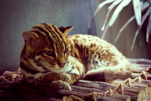 Продам азиатскую леопардовую кошку - <ro>Изображение</ro><ru>Изображение</ru> #1, <ru>Объявление</ru> #1386842