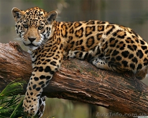 Продам изящного леопарда - <ro>Изображение</ro><ru>Изображение</ru> #2, <ru>Объявление</ru> #1386864