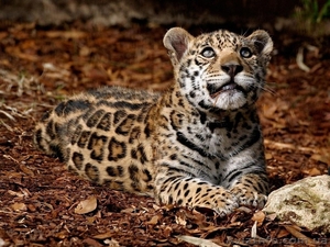 Продам изящного леопарда - <ro>Изображение</ro><ru>Изображение</ru> #1, <ru>Объявление</ru> #1386864