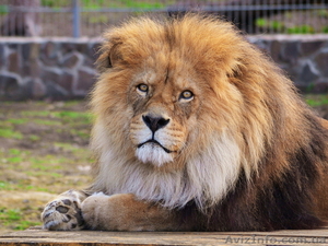 Продам шикарного льва - <ro>Изображение</ro><ru>Изображение</ru> #3, <ru>Объявление</ru> #1386852