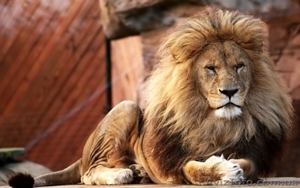 Продам шикарного льва - <ro>Изображение</ro><ru>Изображение</ru> #1, <ru>Объявление</ru> #1386852