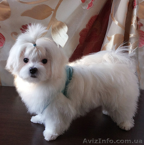   Продается белоснежный щенок мальтезе, с беби-фейс - <ro>Изображение</ro><ru>Изображение</ru> #1, <ru>Объявление</ru> #1384329