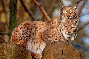 Продам рысь ( Lynx lynx) - <ro>Изображение</ro><ru>Изображение</ru> #1, <ru>Объявление</ru> #1386850