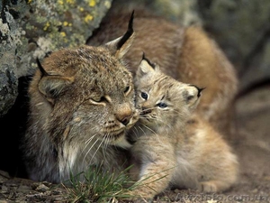 Продам рысь ( Lynx lynx) - <ro>Изображение</ro><ru>Изображение</ru> #3, <ru>Объявление</ru> #1386850