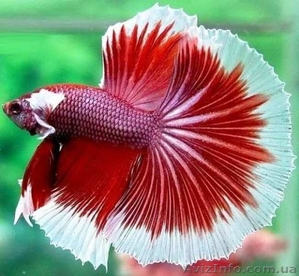 Аквариумные рыбки Fishmack