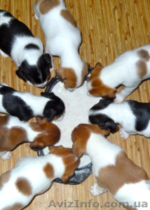 отдадим красивых щенков хорошим людям